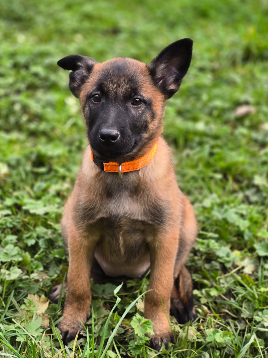 De La Forêt De L'espérance - Chiots disponibles - Berger Belge