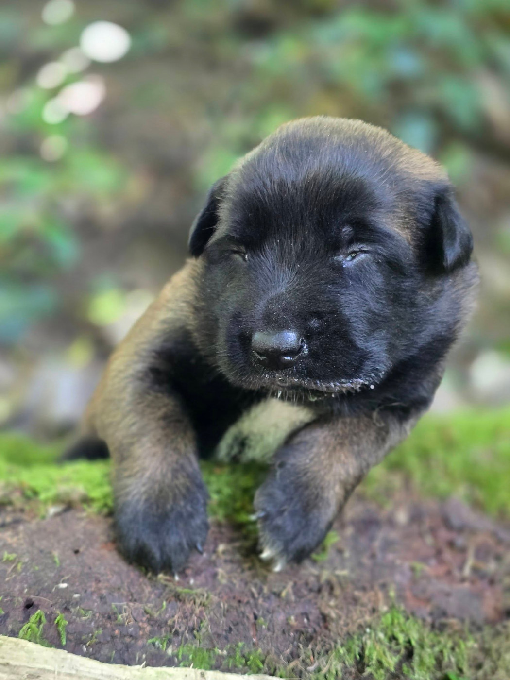 De La Forêt De L'espérance - Chiots disponibles - Berger Belge