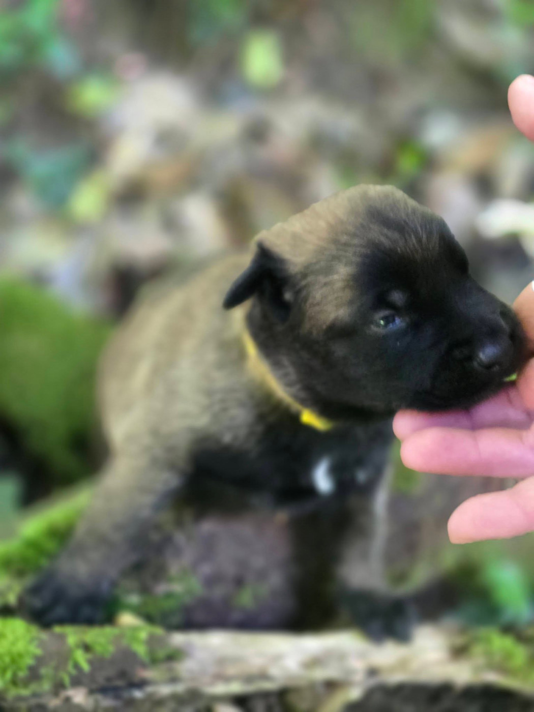 De La Forêt De L'espérance - Chiots disponibles - Berger Belge