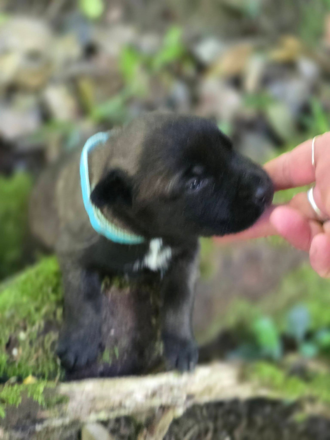 De La Forêt De L'espérance - Chiots disponibles - Berger Belge