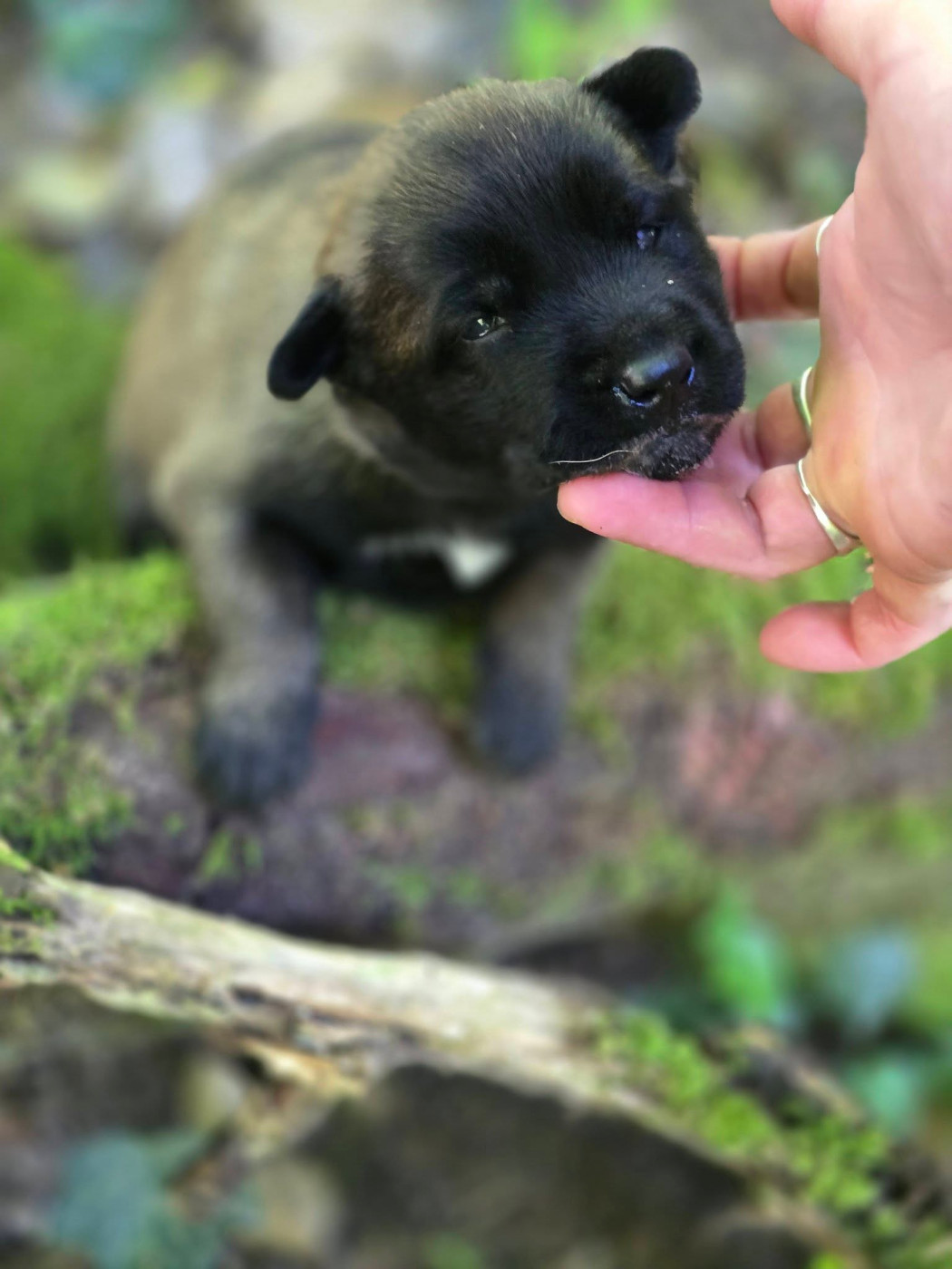 De La Forêt De L'espérance - Chiots disponibles - Berger Belge