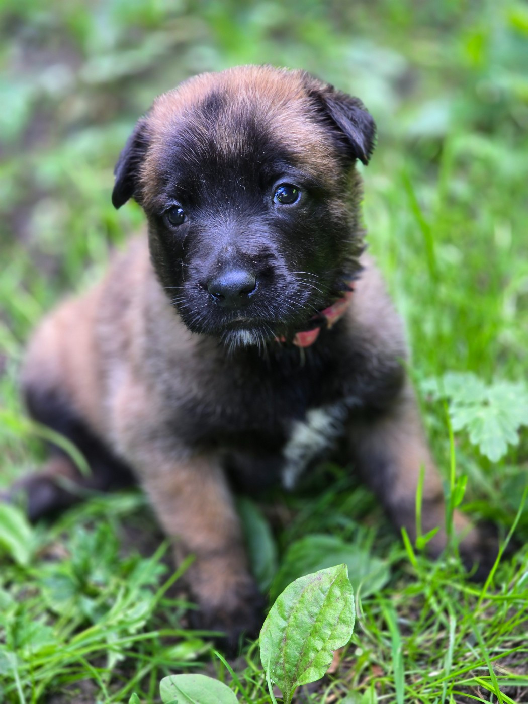 De La Forêt De L'espérance - Chiots disponibles - Berger Belge