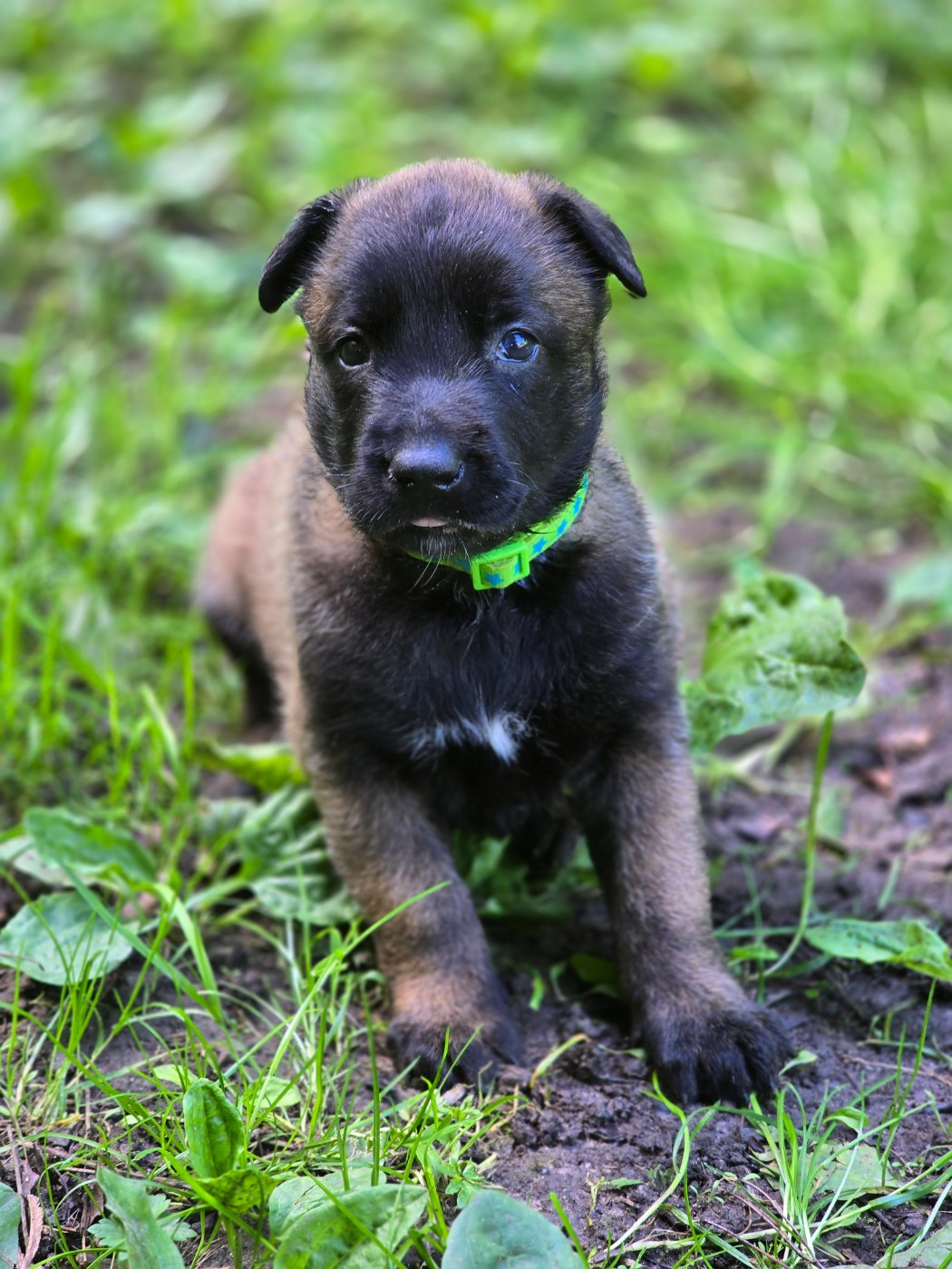 De La Forêt De L'espérance - Chiots disponibles - Berger Belge