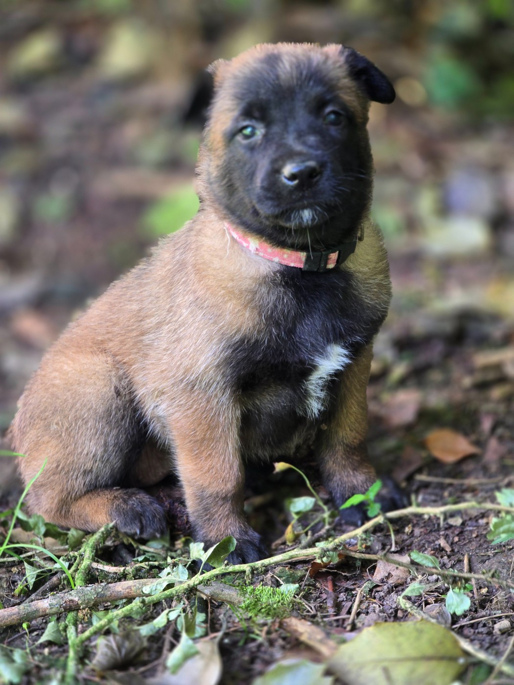 De La Forêt De L'espérance - Chiots disponibles - Berger Belge