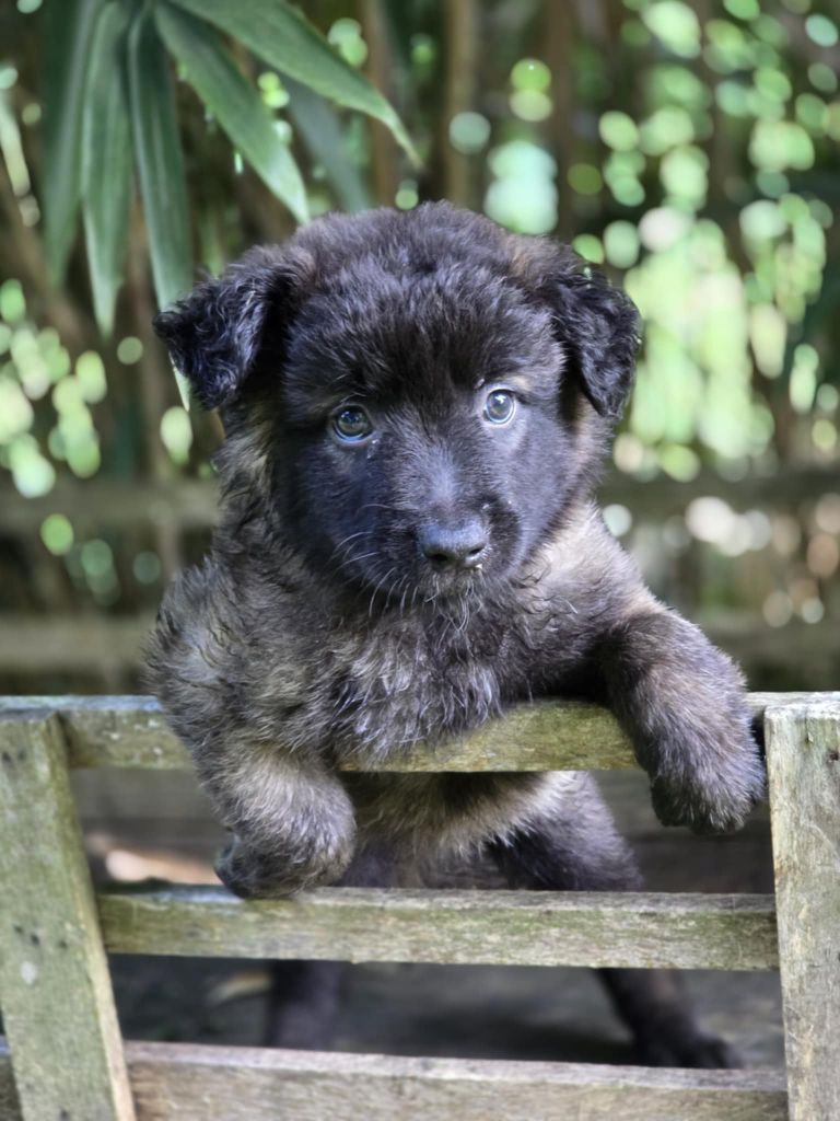 De La Forêt De L'espérance - Chiots disponibles - Berger Belge
