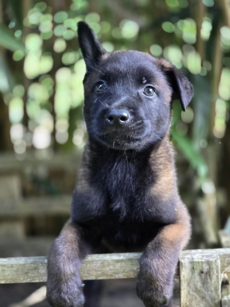 De La Forêt De L'espérance - Chiots disponibles - Berger Belge