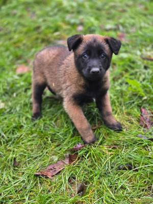mec sans collier Arès
