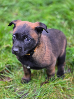 mec marron aslan collier noir est orange