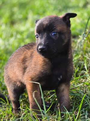 Femelle sans collier