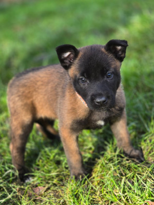 Femelle rose A ' Bella