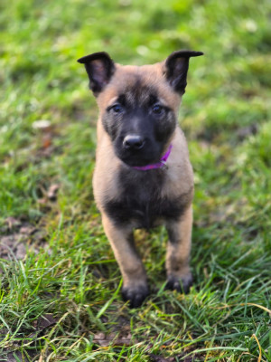 Femelle violette crystal
