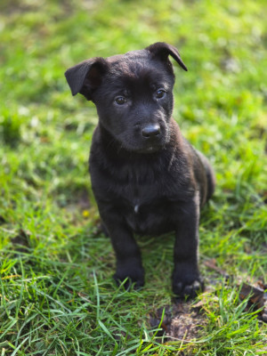 Mec sans collier chronos