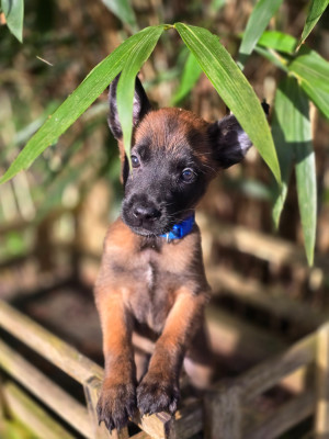 Femelle bleu athèna