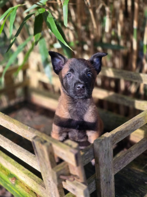 Femelle sans collier achka