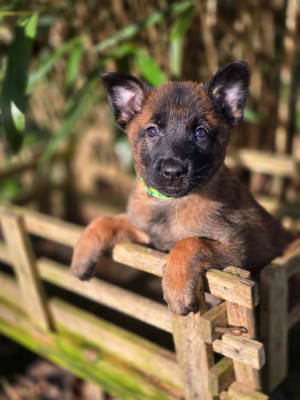 Femelle bleu gris Amy