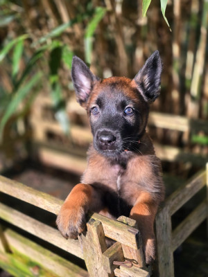 Femelle rose A ' Bella