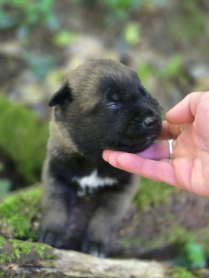 Chiot bleu clair bayron