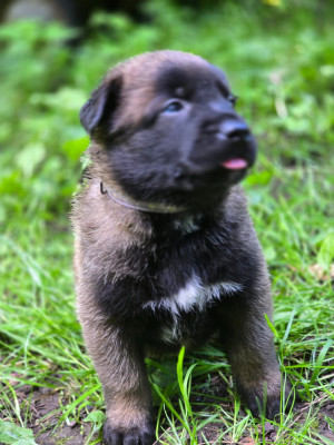 Chiot bleu clair bayron