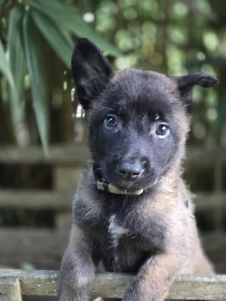 De La Forêt De L'espérance - Chiots disponibles - Berger Belge