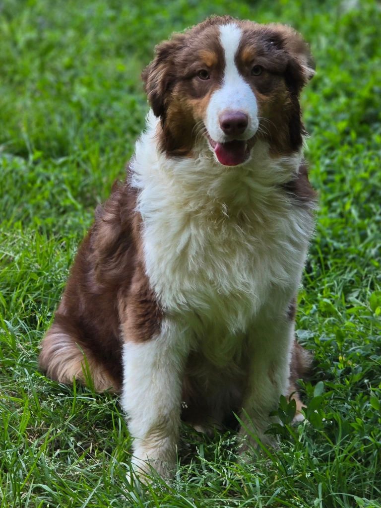 De La Forêt De L'espérance - Chiots disponibles - Berger Australien