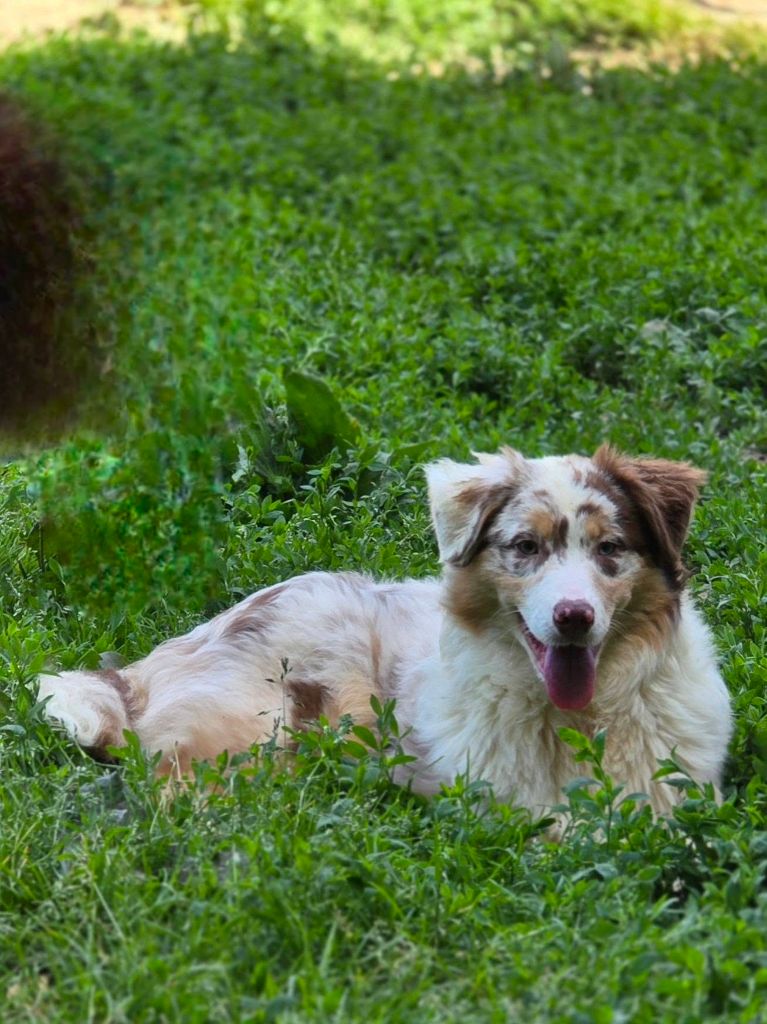 De La Forêt De L'espérance - Chiots disponibles - Berger Australien