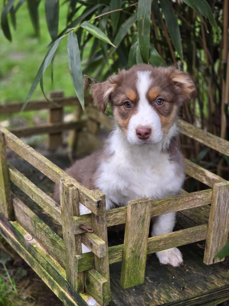 De La Forêt De L'espérance - Chiots disponibles - Berger Australien