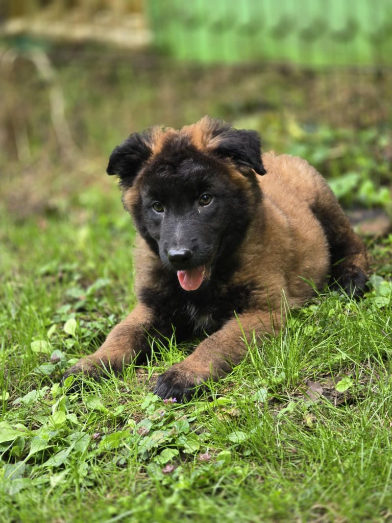 De La Forêt De L'espérance - Chiots disponibles - Berger Belge