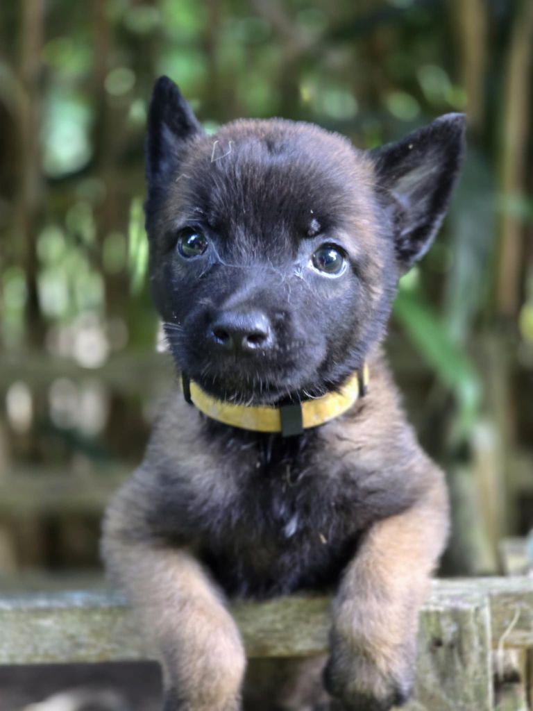 De La Forêt De L'espérance - Chiots disponibles - Berger Belge