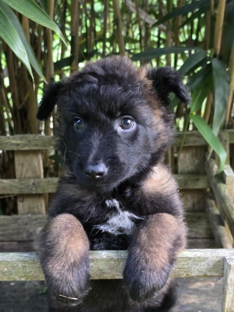 De La Forêt De L'espérance - Chiots disponibles - Berger Belge