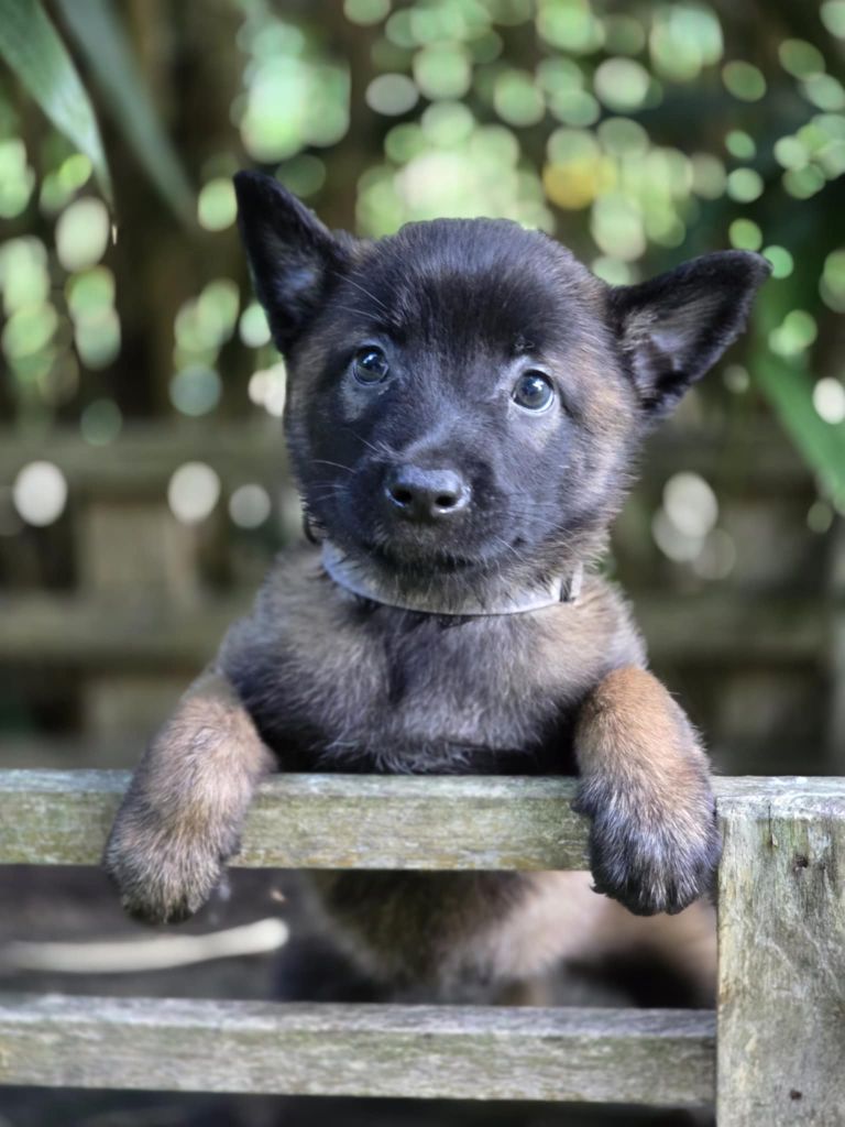 De La Forêt De L'espérance - Chiots disponibles - Berger Belge