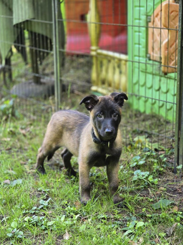 De La Forêt De L'espérance - Chiots disponibles - Berger Belge